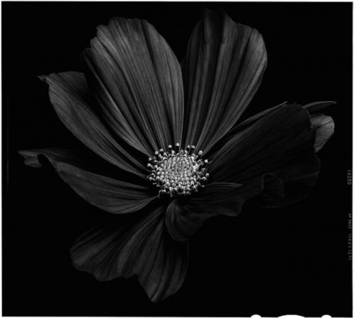 Black-to-Black-Flowers-4