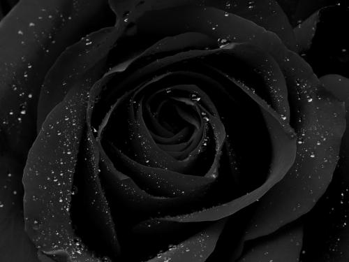 blackrose