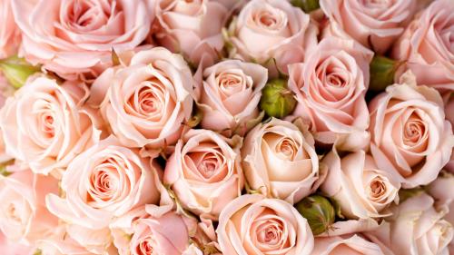 roses-5120x2880-5k-4k-wallpaper-8k-flowers-pink-5346