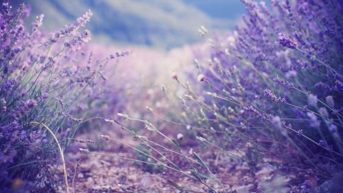 lavender-flowers-close