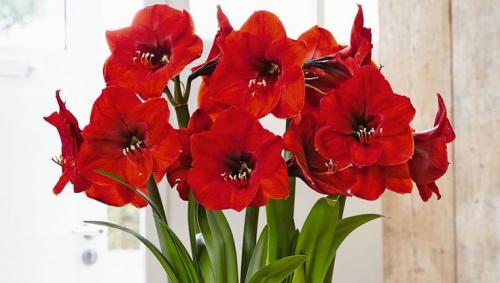 8660-red-amaryllis