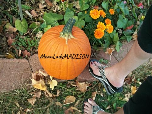 MeanLadyMADISON PUMPKIN wedges