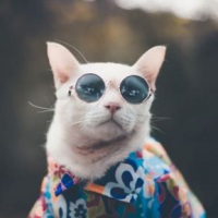 cool-cat